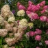 Примерна hydrangea: најдобри сорти за москва регион (со фотографии, имиња и опис)